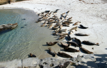 La Jolla Seals 0027